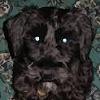 เกมส์ Who Am I? Animals II