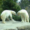 เกมส์ Zoo Search