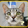 เกมส์ Matching cats