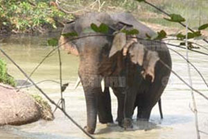 งามหน้า! แทรฟฟิกตีแผ่ไทยค้าช้างเถื่อนใหญ่สุดในเอเชีย
