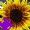 เกมส์ Harvest Sunflower Jigsaw