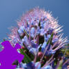 เกมส์ Hyacinth Jigsaw