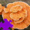 เกมส์ Mushrooms Jigsaw