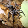 เกมส์ Wolf Spider Jigsaw