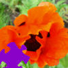 เกมส์ Oriental Poppy Jigsaw