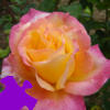 เกมส์ Peace Rose Jigsaw