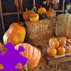 เกมส์ Pumpkins Jigsaw