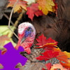 เกมส์ Turkey Jigsaw