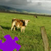 เกมส์ Pasture Jigsaw