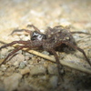เกมส์ Wolf Spider Jigsaw 2