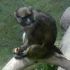 เกมส์ Monkey on a Log Jigsaw Puzzle