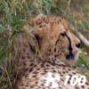 เกมส์ Jigsaw: Cheetah