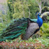 เกมส์ Peacock Jigsaw Puzzle