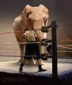 boxing_12