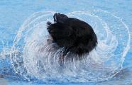 Diving_10