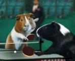 animal_olympics_10