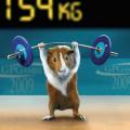 animal_olympics_11