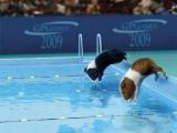 animal_olympics_12