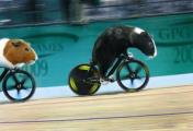animal_olympics_13