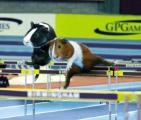 animal_olympics_15