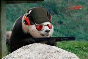 animal_olympics_16