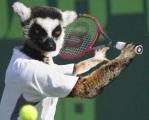 animal_olympics_3