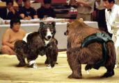 animal_olympics_7