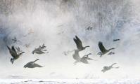 Cold Morning Flight 