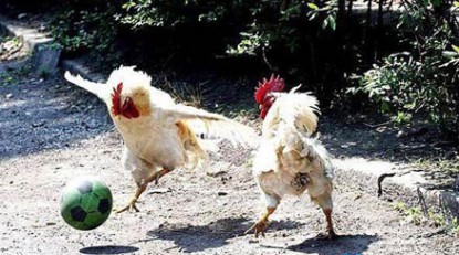 ฟุตบอล ฮาๆ Pyzamchickensoccer.jpg;r:width=415,height=415;file:49fd2e