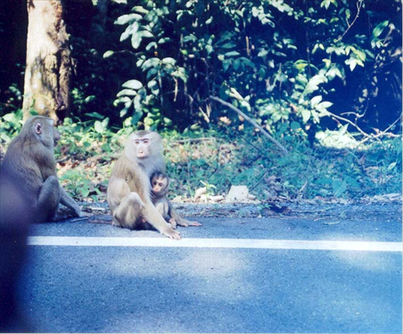 อุทยานแห่งชาติเขาใหญ่