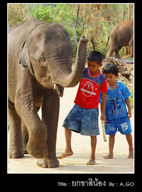 หมู่บ้านช้าง