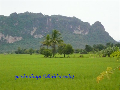 ผานกเค้า
