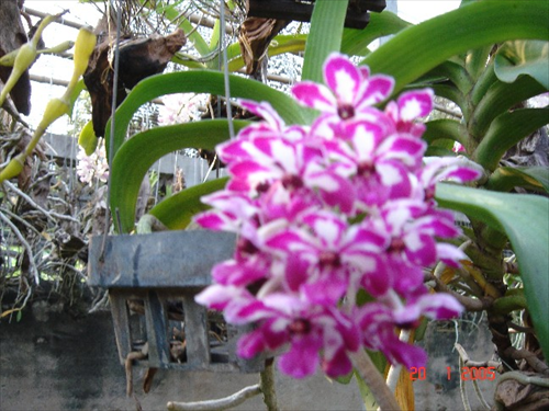 สวนกล้วยไม้นงนุช