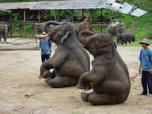 ศูนย์อนุรักษ์ช้างไทย