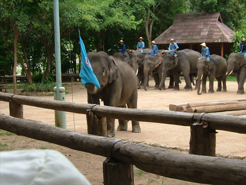 ศูนย์อนุรักษ์ช้างไทย