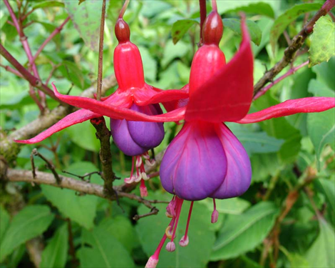 อุทยานแห่งชาติดอยอินทนนท์
