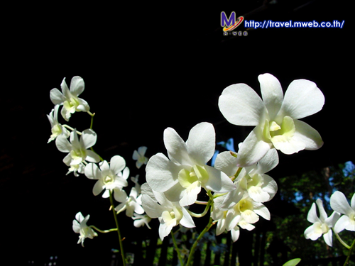 ดงสักงาม